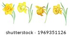Watercolor Yellow Daffodils...