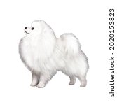 Drawing Of A White Dog Of The...