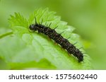 A Black Caterpillar Of The...