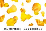 Yellow Rose Petals Isolated On...