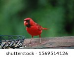 Red Male Cardinal Eating Seeds