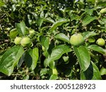 Small photo of Young green ripening apple fruits on a branch after flowering in the garden. . A young rudiment of apple buds. A young apple at the fruit stage. Fruit in the garden.