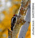 A Cute Downy Woodpecker In...