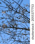 Small photo of mangy tree branches against a blue sky, autumn