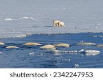 Polar bear mother with cub...