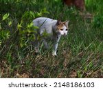 hounting cat in a field