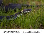 The Grass Snake  Natrix Natrix  ...