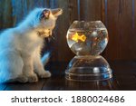  Ute Kitten Looks At A Fish In...
