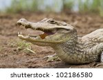 Cayman  Caiman Crocodilus...