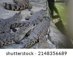 Photos Of Animals   Crocodiles...