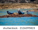 Seals  Sunbathing At Low Tide