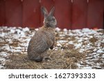 Little funny rabbit running on the field in winter
