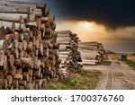 Rows Of Piled Of Logs   Waiting ...