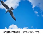 Small photo of seagull flying high on the wind. flying gull. Seagull flying on beautiful blue sky and cloud.