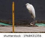 Image of great egret ardea alba ...