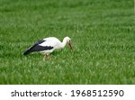 Adult European White Stork...