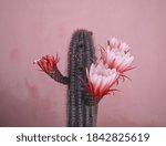 Red Cactus Flowers On Pink...