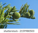 Macro Of Norfolk Pine And Pine...