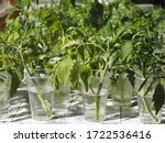 Small photo of Agricultural spring background.When the tomato seedlings outgrow, the sprout is cut off and put in water to take root.Plants are ready to be planted in the open ground.