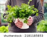 An elderly woman holds a bunch of healthy cilantro herb grown in her own garden in her hands. Natural seasoning. The concept of growing useful herbs.