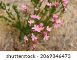 Small photo of Wild pink flowers Common centaury or Centaurium erythraea in a garden