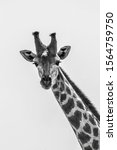 Giraffe In Black   White   Long ...