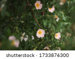 The Wild Rose Bush Blooms In...