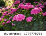 Pink Hydrangea Bush. Gorgeous...