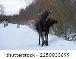 Mother elk and her elk calf are eating branches on the snow-covered road and blurred skiers silhouette and winter bicycle as background