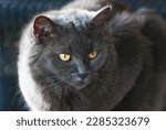 Small photo of Pretty spoilt grey persian feline