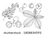 chestnut tree blossom  leaf ... | Shutterstock .eps vector #1808834593