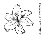 lily flower ring. linear hand... | Shutterstock .eps vector #2157623783