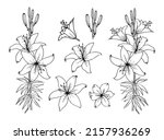 set lily flower. line art... | Shutterstock .eps vector #2157936269
