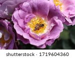 Colorful Purple Flower With Bee ...