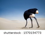 Ostrich burying head in the...