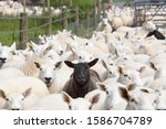 Flock Of Sheep With Single Black Sheep In Centre Of Frame
