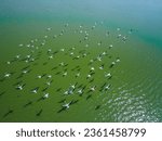 Small photo of drone shot aerial view top angle bright sunny day beautiful natural scenery pink white lesser flamingos india tamilnadu madurai migratory birds flying motionblur avian turquoise blue water beak wings