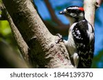 Downy Woodpecker Perched On Tree