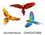 Set Of Macaw Parrot Isolated On ...