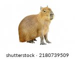 Capybara isolated on white...