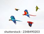 Colorful of parrots flying in...