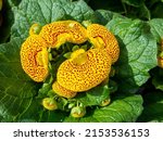 Small photo of Calceolaria also called lady's purse, slipper flower and pocketbook flower, or slipperwort, is a genus of plants in the family Calceolariaceae, sometimes classified in Scrophulariaceae by some authors