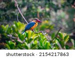 Kingfishers Or Alcedinidae Are...