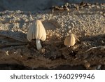 Small photo of Coprinellus xanthothrix, A beautiful inedible poisonous mushroom that grows on wood among the sand.