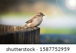 House Sparrow Passer Domesticus ...