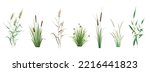 Cattail, reeds, cane, sedge and other marsh grass - a set of color vector drawings isolated on a white background.