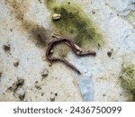 Small photo of Earthworms limp on the concrete floor