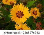 Small photo of The Large Flowered Tickseed or Coreopsis Grandiflora, native to Canada and is a common decorative plant.