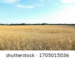 Golden wheat field, forest strip and clear blue sky on a sunny day. Landscape
