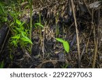 Small photo of Wild Bamboo shoot, Bamboo sprout growing over ground after the fire. Life after death, green sprout on the coals after the fire. Rebirth of nature after the fire. Rebirth concept.